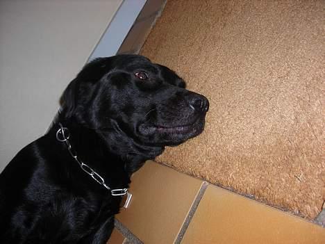Labrador retriever king ( R.I.P <3 aflivet) - Det er hårdt og være konge over byen!!HEHE:D billede 7