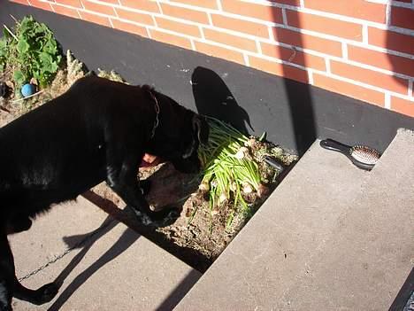 Labrador retriever king ( R.I.P <3 aflivet) - hva er nu det der ligger der??  billede 8