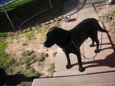 Labrador retriever king ( R.I.P <3 aflivet) - jeg elsker foråret når der er sol!!! billede 9