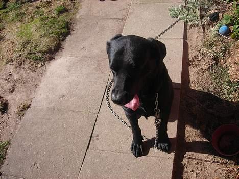 Labrador retriever king ( R.I.P <3 aflivet) - her slikker jeg miig liii fint om munden!!:P billede 10