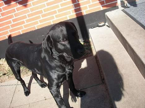 Labrador retriever king ( R.I.P <3 aflivet) - sol og skygge er godt!!!!:D... se lii hvor jeg skinner  billede 11