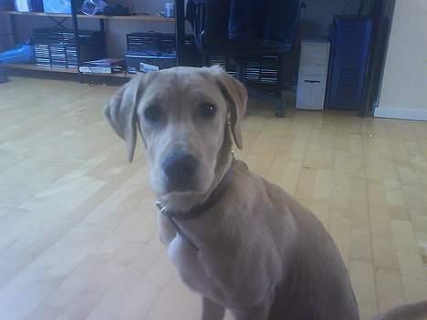 Golden retriever Molly billede 6