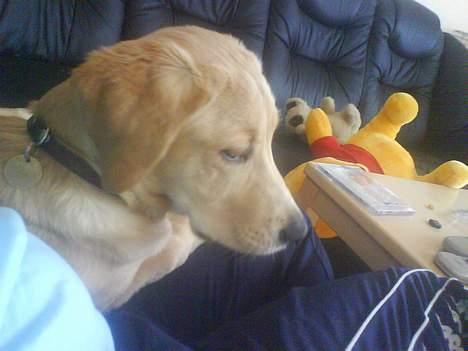 Golden retriever Molly billede 7