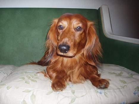 Dværggravhund Kuksi billede 20