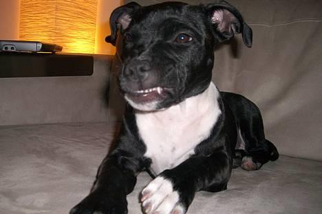 Staffordshire bull terrier Eya billede 1