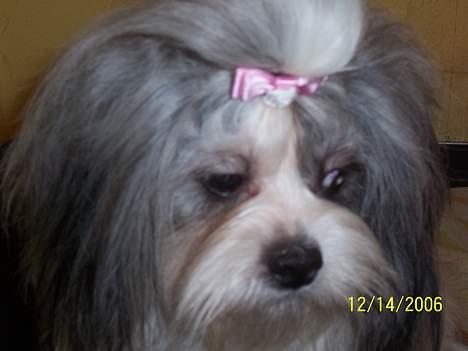 Lhasa apso Snow Queen - Er jeg ikke bare sød.. billede 4