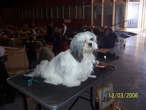 Lhasa apso Snow Queen - Nu vil jeg ind og vinde den pokal der står på bordet billede 10