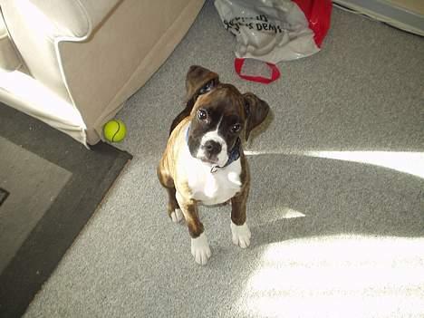 Boxer Shila Cherry - Hvad har du gang i ...??? billede 2