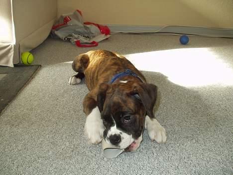 Boxer Shila Cherry billede 3