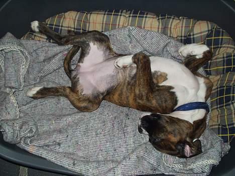 Boxer Shila Cherry - snorker som en gammel mand... billede 4