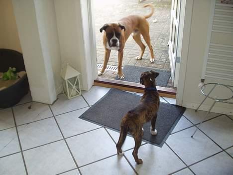 Boxer Shila Cherry - Thor og Shila leger tag fat... den lille kloge narre den store dumme...og han hopper på joken hver gang billede 5