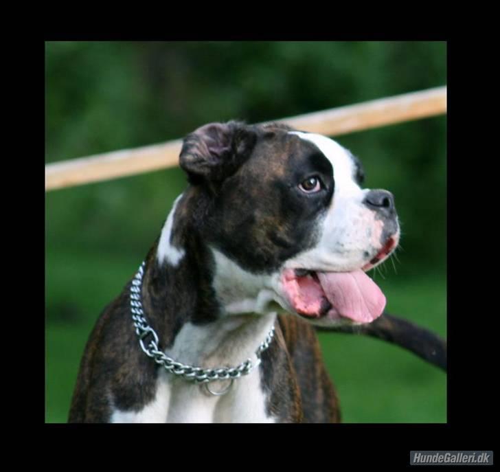 Boxer Ronja - total lækkermås... billede 18