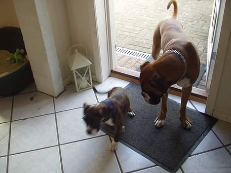 Boxer Shila Cherry billede 6