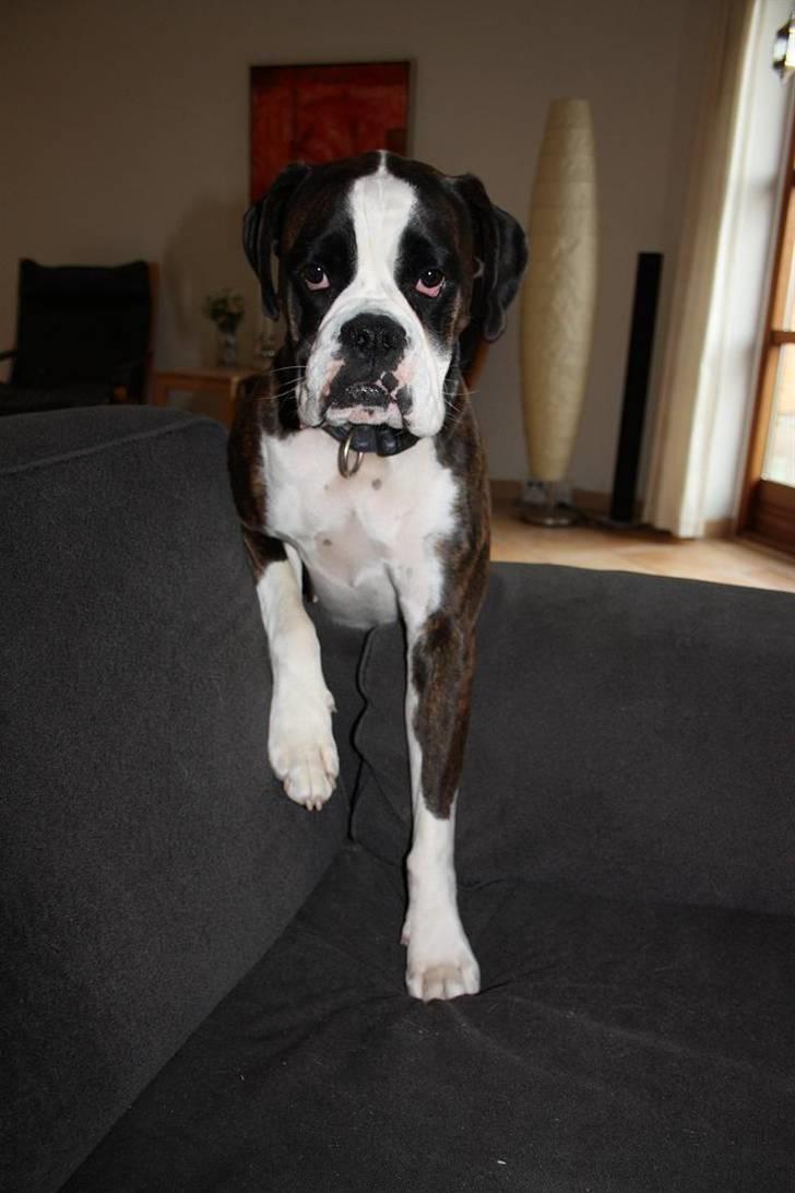 Boxer Ronja - Hvis dine øjne hang sådan, ville jeg gi dig lov til at være i sofaen....! billede 19