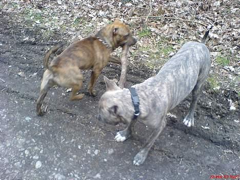 Amerikansk staffordshire terrier Diablo billede 7