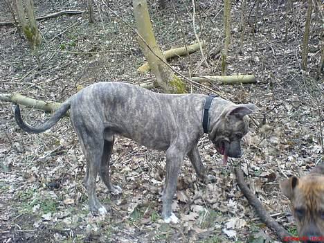 Amerikansk staffordshire terrier Diablo billede 8