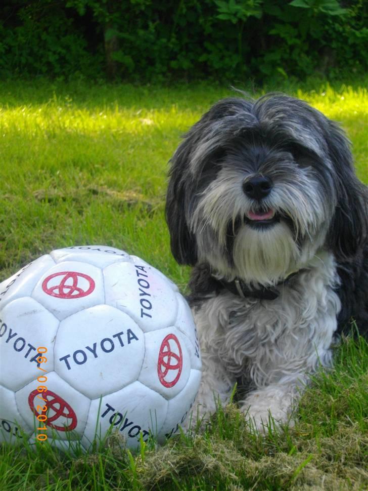 Løwchen Max - Marts 2007 billede 4