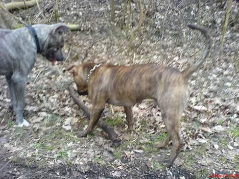 Amerikansk staffordshire terrier Diablo billede 9