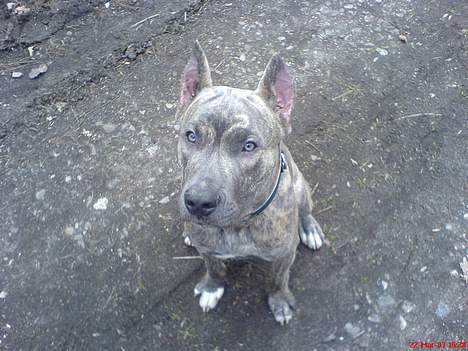 Amerikansk staffordshire terrier Diablo billede 10