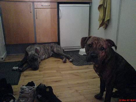 Amerikansk staffordshire terrier Diablo billede 11