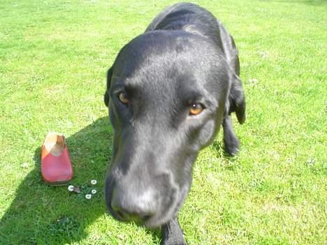 Labrador retriever Carlo - carlo til min konfirmation i 2005 eller var det 2004 ;) billede 9