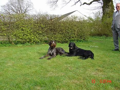 Labrador retriever Carlo billede 10