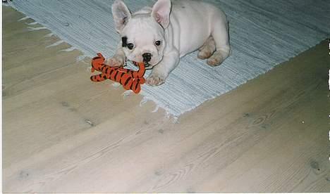 Fransk bulldog Butcho - Her ligger jeg og leger med min Tigerdyr billede 20