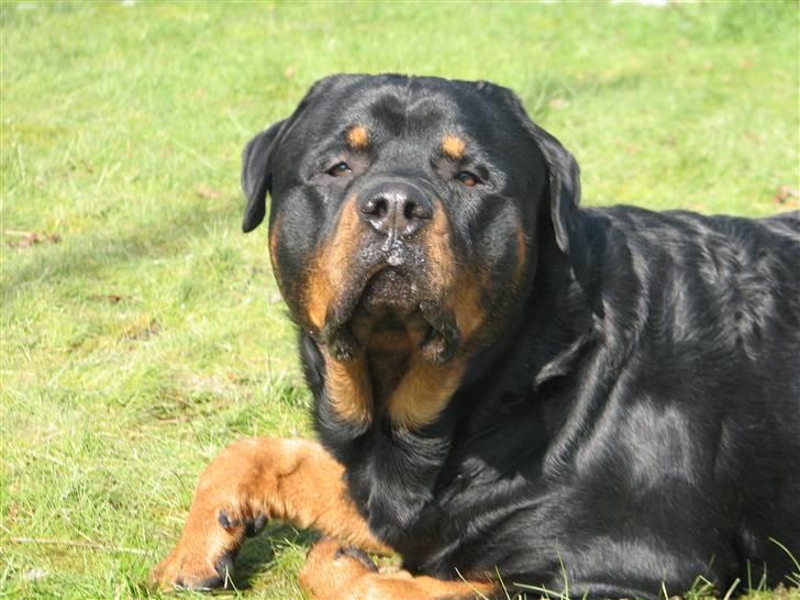 Rottweiler scago  - Scago 2 år (NYT) billede 3