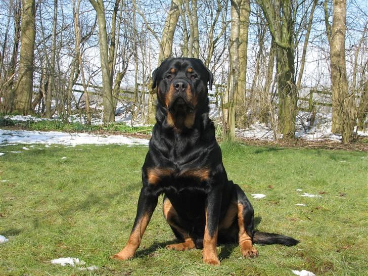 Rottweiler scago  - Scago 2 år (NYT) billede 4