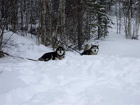 Alaskan malamute Ashanti - så er sneen endelig kommet billede 19