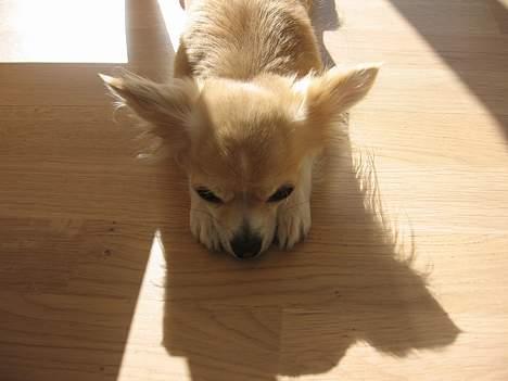 Chihuahua Chili billede 19