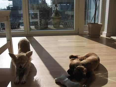 Chihuahua Chili billede 20