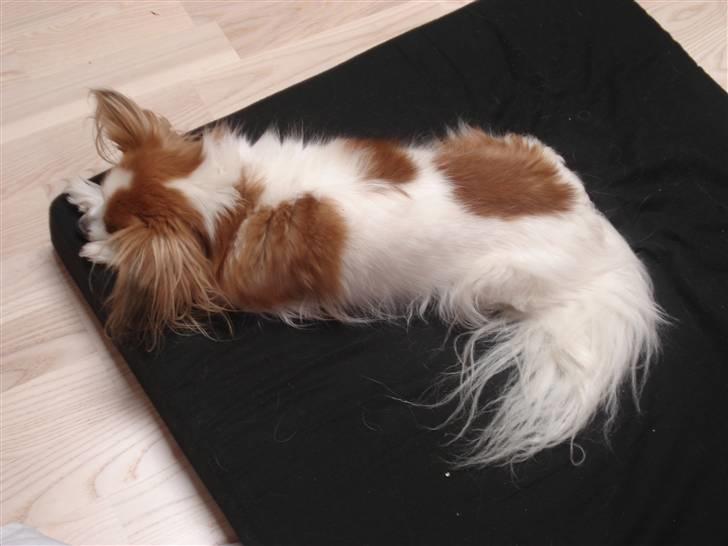Papillon Feline *Aflivet :'(* - Feline putter på min madras xD <3 billede 2