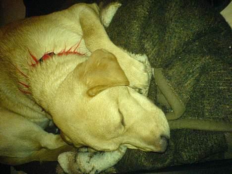 Labrador retriever gaia (formel 1) billede 8