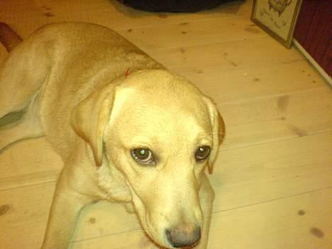 Labrador retriever gaia (formel 1) billede 9