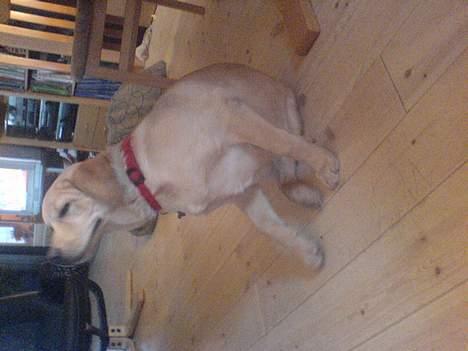 Labrador retriever gaia (formel 1) billede 10