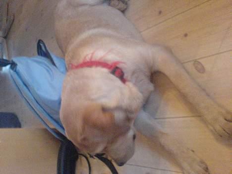 Labrador retriever gaia (formel 1) billede 11