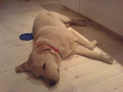 Labrador retriever gaia (formel 1) billede 12