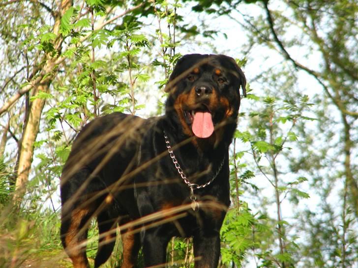 Rottweiler scago  billede 5