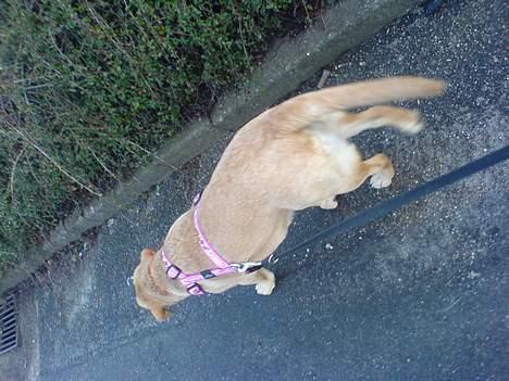 Labrador retriever gaia (formel 1) billede 13