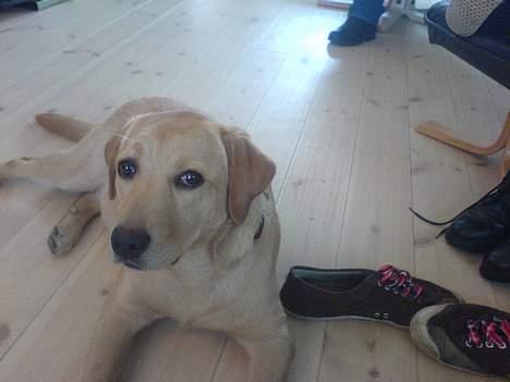 Labrador retriever gaia (formel 1) billede 14