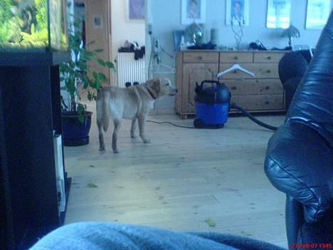 Labrador retriever gaia (formel 1) billede 15