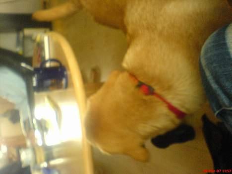 Labrador retriever gaia (formel 1) billede 16