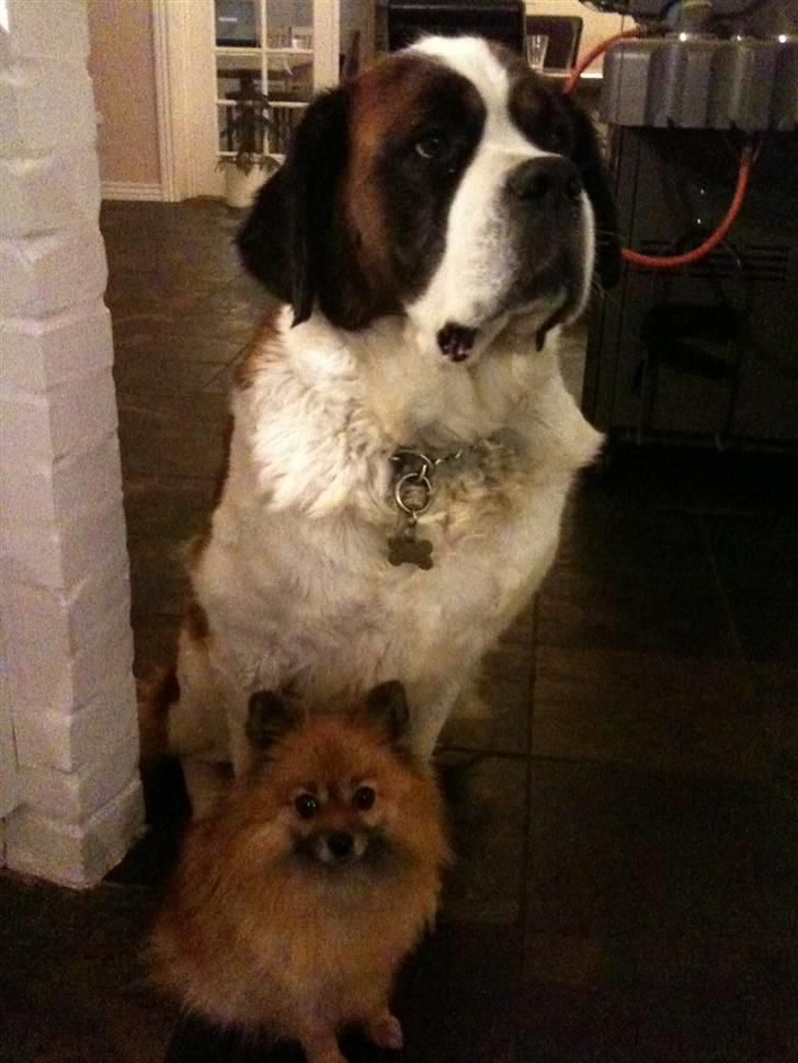 Pomeranian Cise - Daisy og Cise billede 16