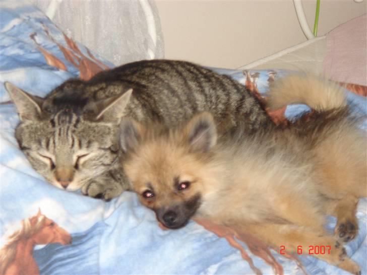 Pomeranian Cise - Her ligger Cise sammen med sin gode ven Tarzan billede 17