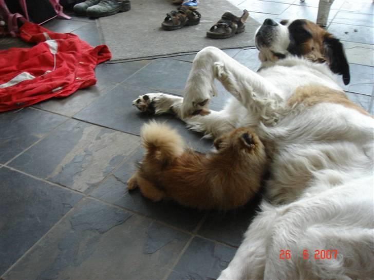 Pomeranian Cise - Cise ser lige om der er lidt mælk ved storesøster;) billede 18