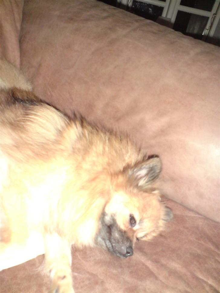 Pomeranian Cise - Nyt Okt 2008 billede 19