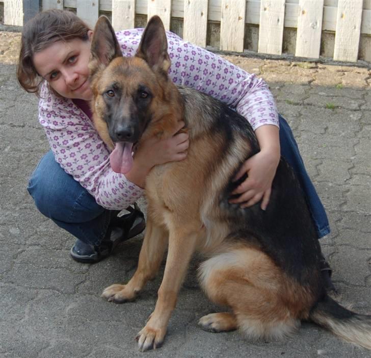 Schæferhund Smed´s Evita/ Liva*Solgt* - Liva og mor, sept. 2008 billede 1