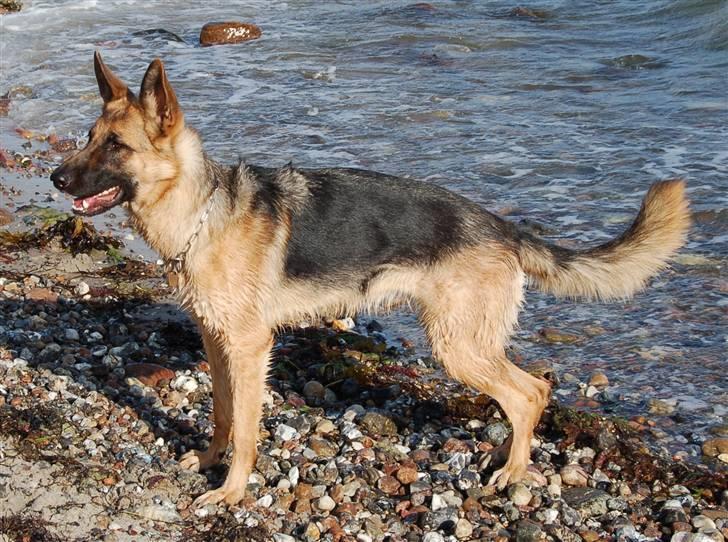 Schæferhund Smed´s Evita/ Liva*Solgt* - Liva  ved vandet, Maj 2008 billede 2