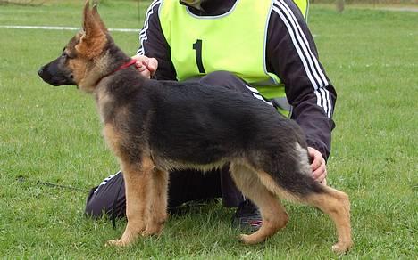 Schæferhund Smed´s Evita/ Liva*Solgt* - Liva til kombiskue i Århus 22. april billede 3